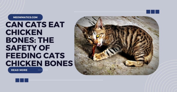 Understanding Feline Behavior: Do Cats Actually Like Dogs