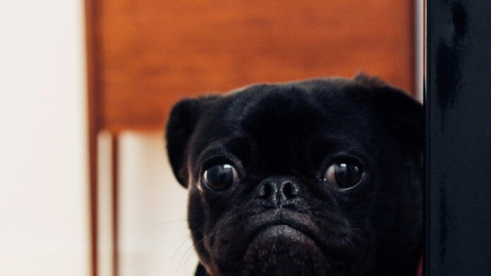 The Best Dog Breeds That Get Along With Cats: A Comprehensive Guide