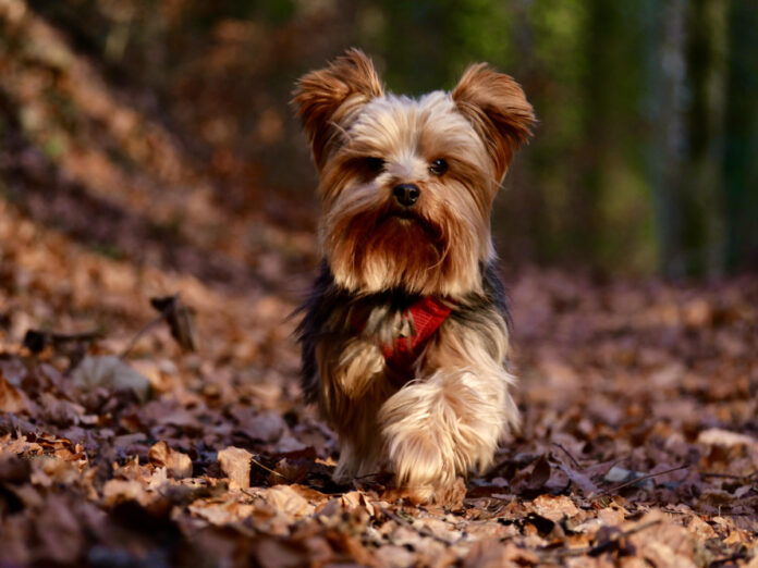 Exploring the Characteristics of a 10 lb Dog: Small Breeds Unveiled