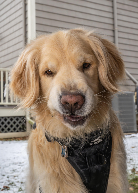 understanding-canine-whiskers-will-they-regrow.jpg Understanding Canine Whiskers: Will They Regrow