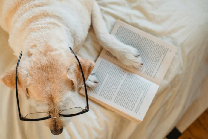 Are Labrador Retrievers Good with Cats? Tips for Introducing Dogs and Felines