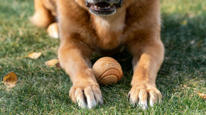 Discover the Top 10 Police Dog Breeds for Law Enforcement