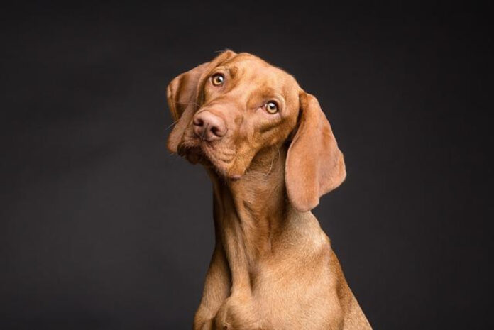 Top Dogs That Get Along with Cats: The Perfect Feline Companions