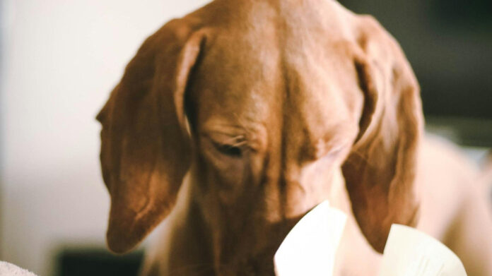 The World’s Rarest Dog Breeds Explained: Uncovering the Most Unique Canines