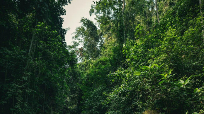 Dazzle in Style: Amazon Wedding Guest Dresses – Find Your Perfect Look!