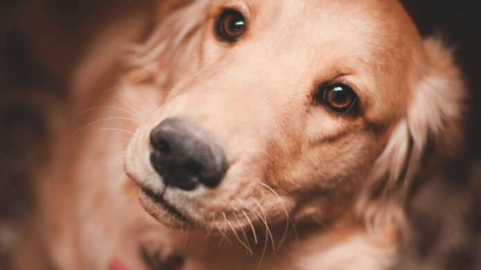 The Rarest Dog Breeds: Exploring the Most Uncommon Canine Companions