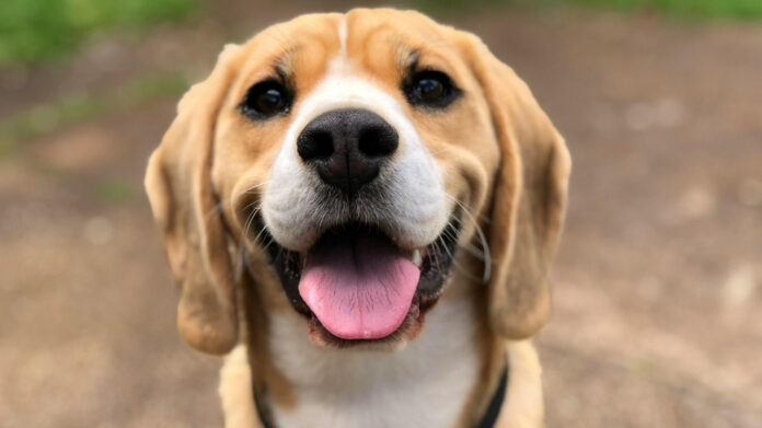 Effective Methods for Removing Dog Warts: A Comprehensive Guide