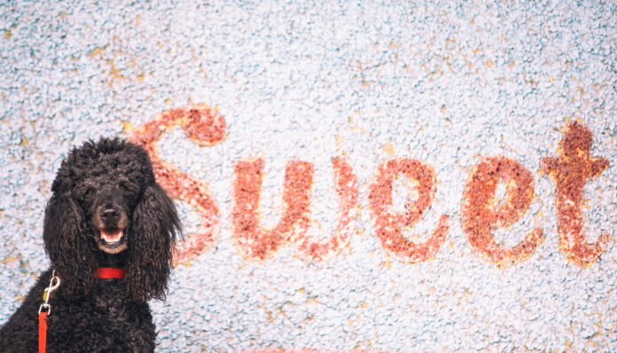 The Fascinating History of Poodles: From Working Dogs to Beloved Companions