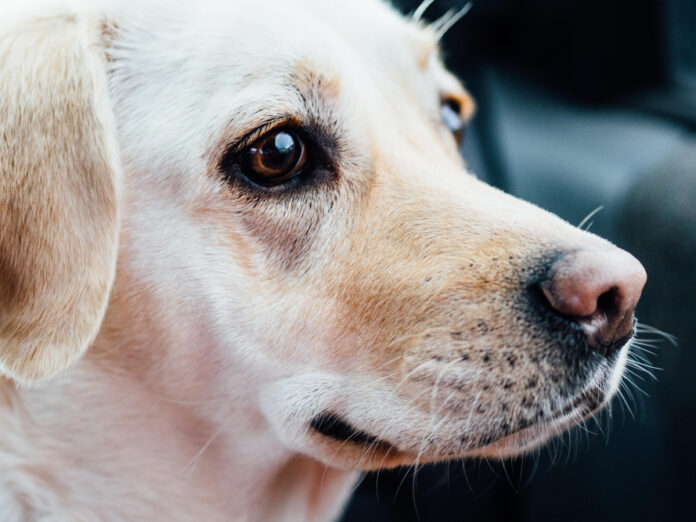 Understanding the Regrowth Process of Dog Whiskers: What to Expect