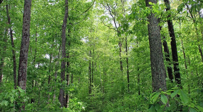 Enchanting Forest Wedding: A Fairytale Celebration Among the Trees