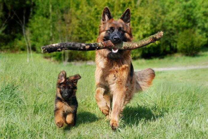 the-ultimate-puppy-essential-list-must-have-items-for-new-dog-owners.jpg The Ultimate Puppy Essential List: Must-Have Items for New Dog Owners