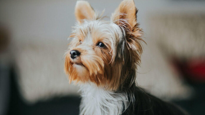 best-dog-friendly-songs-a-guide-for-pet-owners.jpg Best Dog-Friendly Songs: A Guide for Pet Owners
