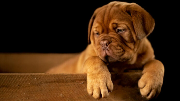 Can Dogs Understand You? Exploring Canine Comprehension