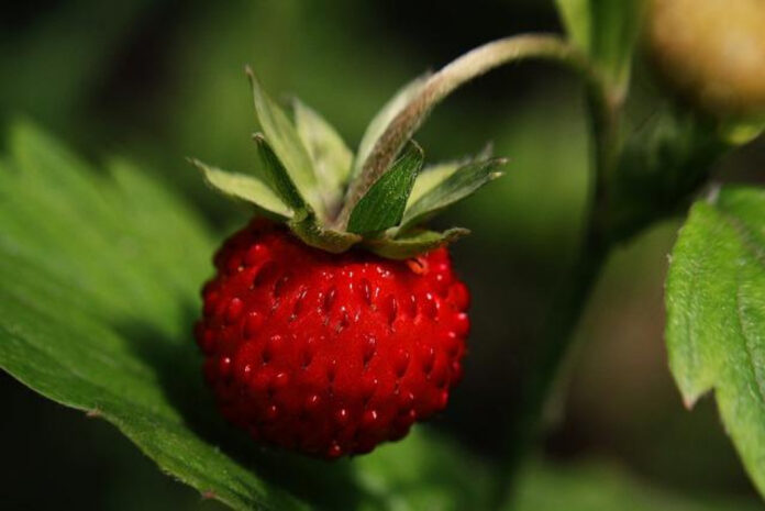 June: The Legendary Month of Summer Bliss