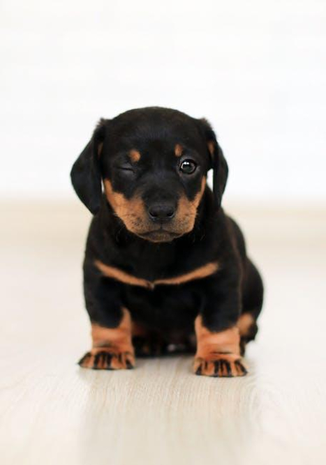 the-science-behind-dogs-smiling-understanding-canine-expressions.jpeg The Science Behind Dogs Smiling: Understanding Canine Expressions