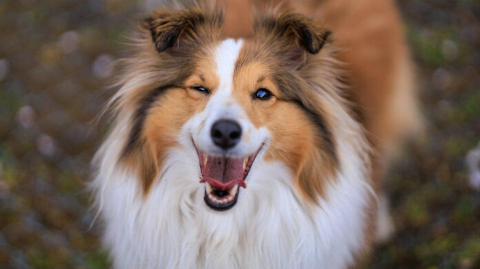 Shelties and Cats: Compatibility and Considerations
