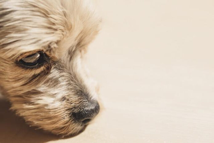 Top Small Dogs for First Time Owners: Expert Recommendations