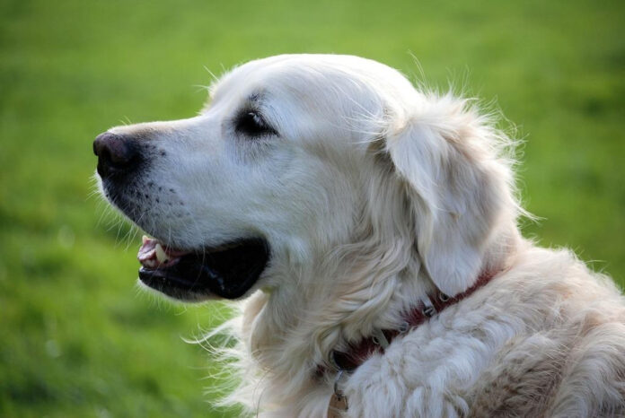 Canine Musical Appreciation: Examining If Dogs Enjoy Music