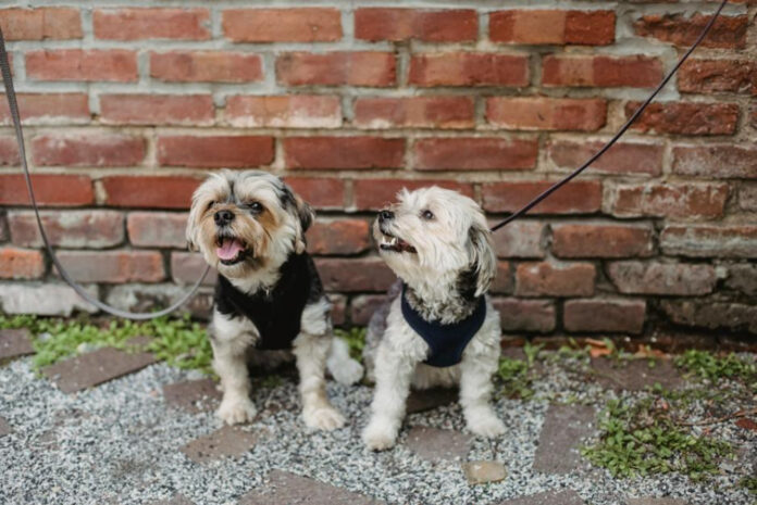 the-top-10-small-10-pound-dogs-a-comprehensive-guide.jpeg The Top 10 Small 10-Pound Dogs: A Comprehensive Guide