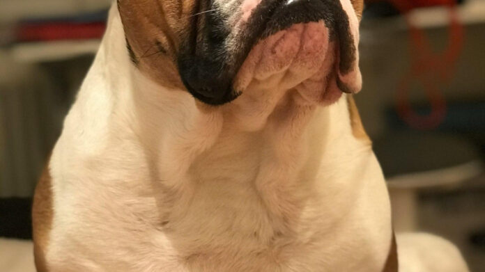 understanding-canine-comprehension-what-do-dogs-grasp.jpg Understanding Canine Comprehension: What Do Dogs Grasp