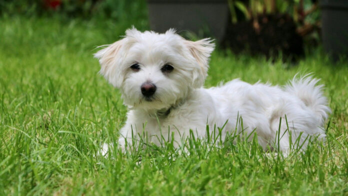 Ultimate Guide to the Top Small Dogs: Find Your Perfect Pet