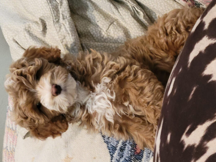 The Essential Puppy Shopping Checklist: A Comprehensive Guide