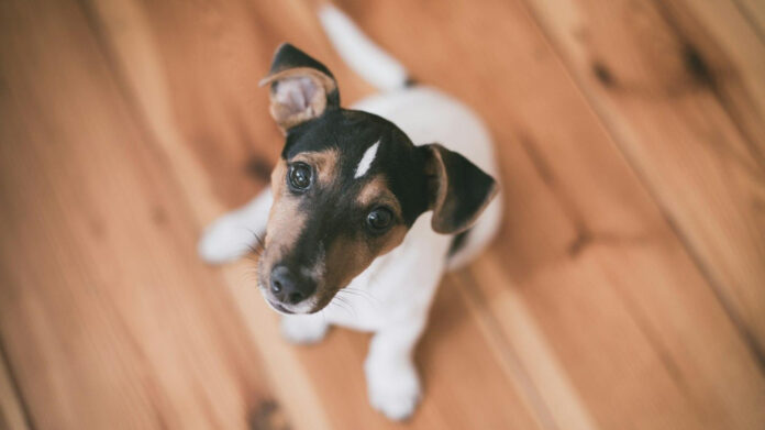 Ultimate Guide to Puppy Proofing: Essential Tips
