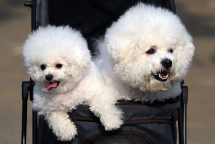 Debunking the Myth: Not All Poodles Are Hypoallergenic