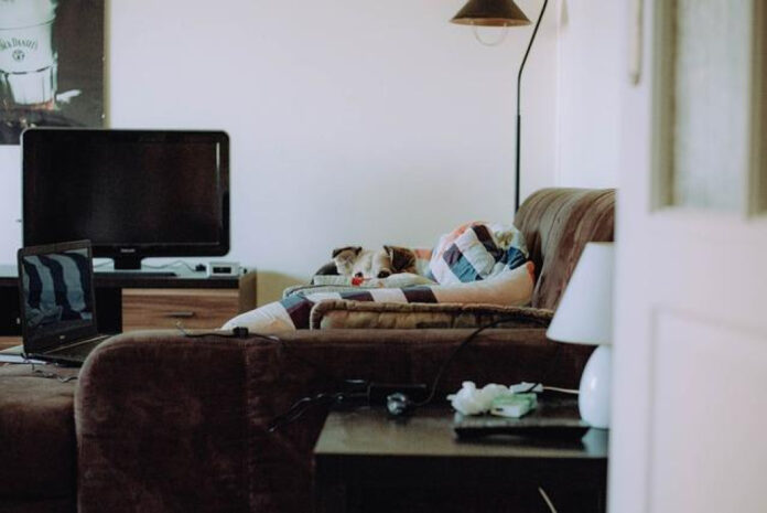 Top 10 Dog Room Decor Ideas for a Stylish and Functional Space