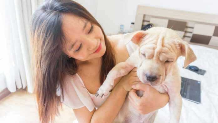 Canine Expressions: Do Dogs Really Smile? Exploring Canine Facial Expressions