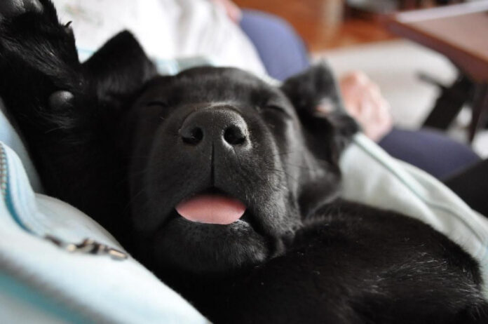 Essential New Puppy Checklist PDF: A Comprehensive Guide