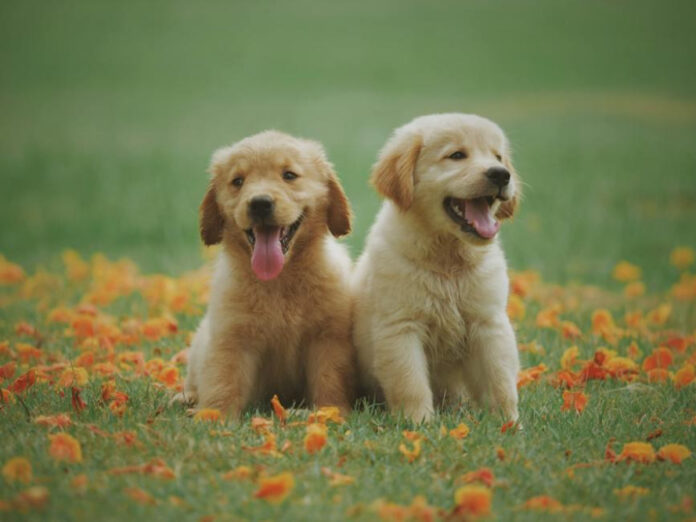 Understanding the Reasons Behind Your Dog’s Persistent Sniffling