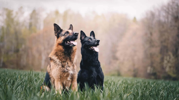 the-top-10-rarest-dog-breeds-of-all-time.jpg The Top 10 Rarest Dog Breeds of All Time