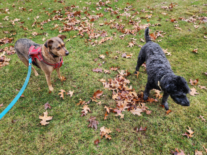 Top Dog Breeds for Seniors: A Comprehensive Guide