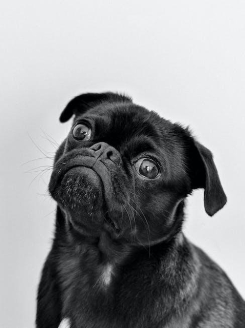 effective-methods-to-stop-dog-chewing-behavior.jpeg Effective Methods to Stop Dog Chewing Behavior