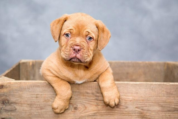 The Science Behind Dog Tug of War: How to Safely Enjoy this Popular Game