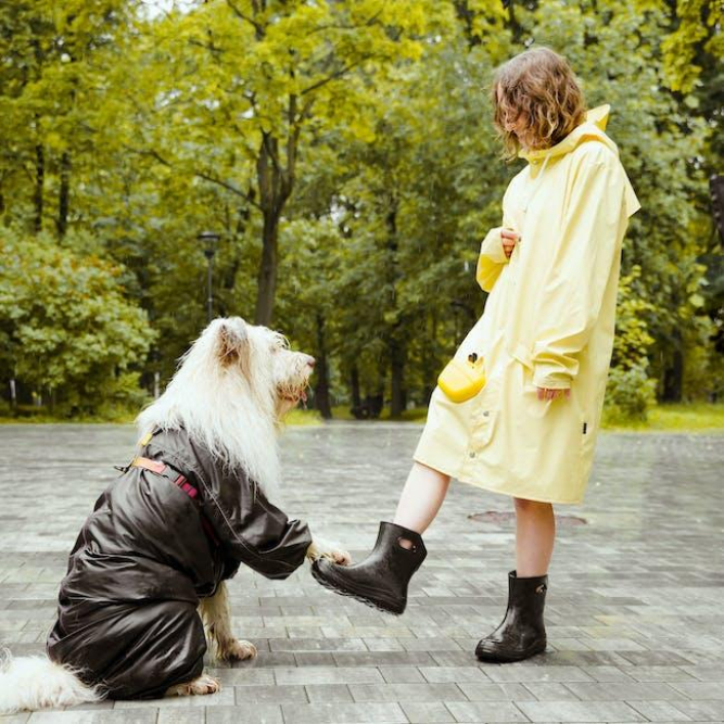 paw-wart-in-dogs-causes-treatment-and-prevention.jpeg Paw Wart in Dogs: Causes, Treatment, and Prevention
