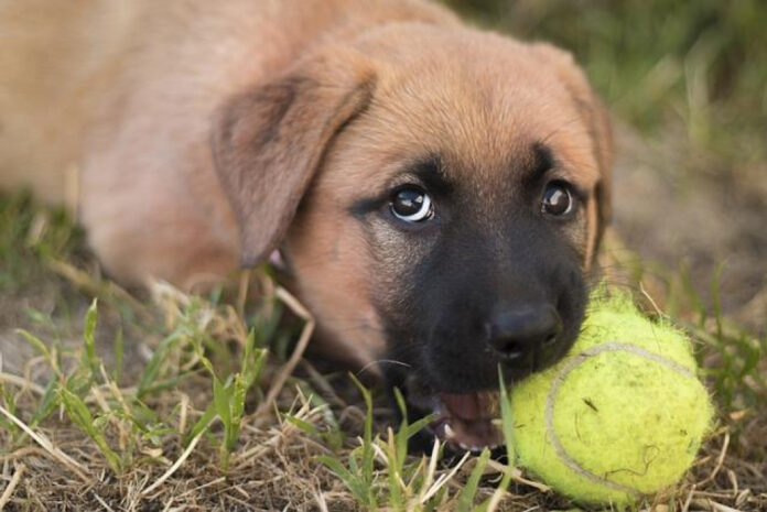 Effective Methods to Stop Puppy Chewing