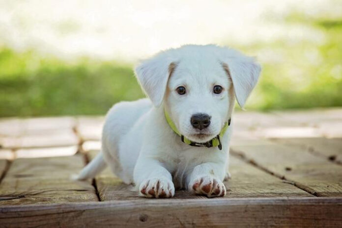 Ultimate Guide to Puppy Proofing Your Home