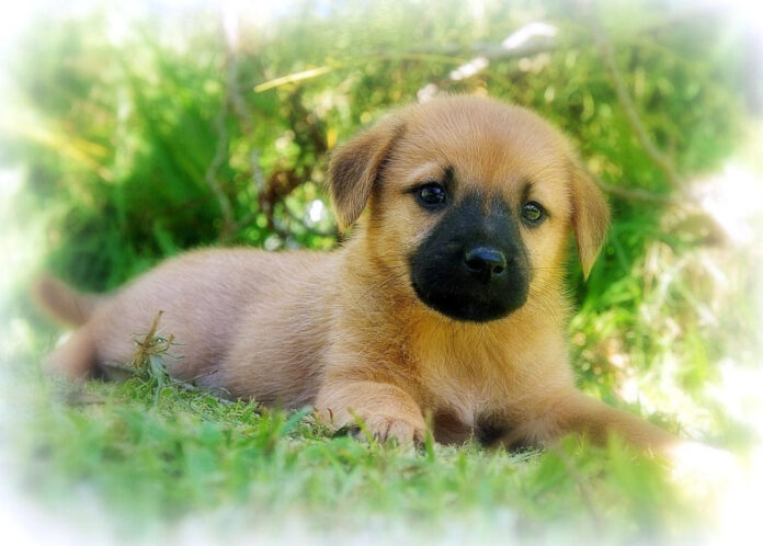 Effective Tips for Keeping Your Puppy Calm