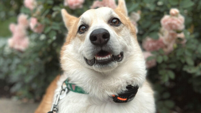 the-fascinating-history-of-corgis-from-royal-companions-to-beloved-pets.jpg The Fascinating History of Corgis: From Royal Companions to Beloved Pets