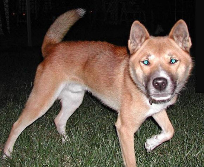 the-top-10-rarest-dog-breeds-globally-a-comprehensive-analysis.jpg The Top 10 Rarest Dog Breeds Globally: A Comprehensive Analysis