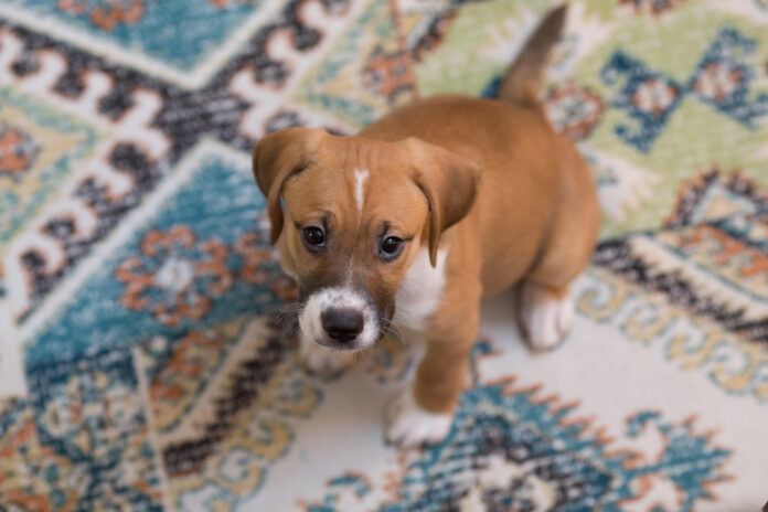 The Top Toys to Keep Your Puppy Entertained and Engaged