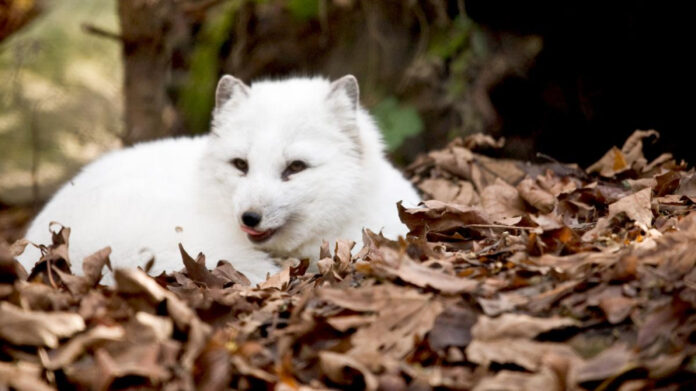 The Ultimate Animal Guessing Game: Can You Crack the Code