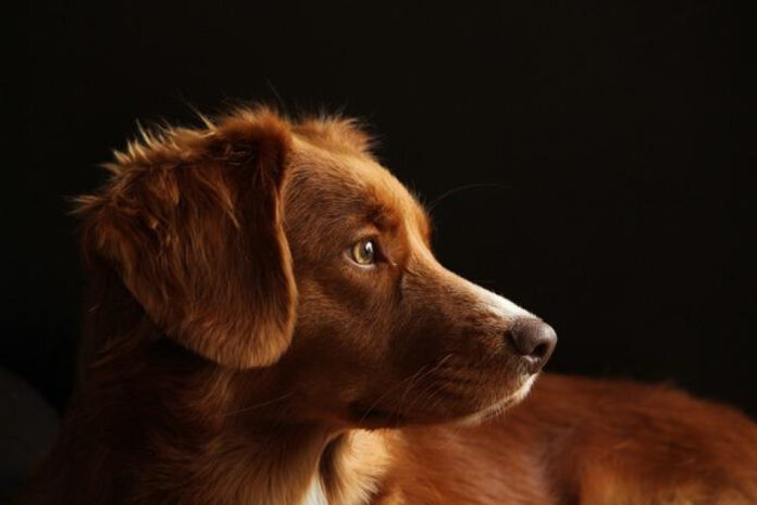 Top Dog Breeds for Harmonious Cat Relationships