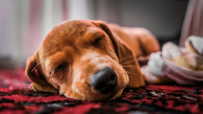 The Science Behind Dog Whiskers Under Chin: A Comprehensive Analysis