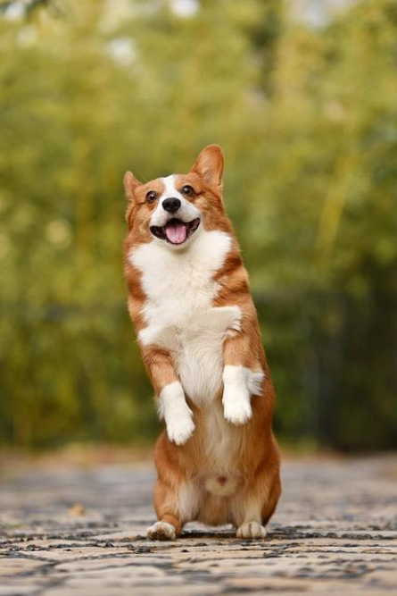 top-dog-breeds-for-living-peacefully-with-cats-a-comprehensive-guide.jpg Top Dog Breeds for Living Peacefully with Cats: A Comprehensive Guide