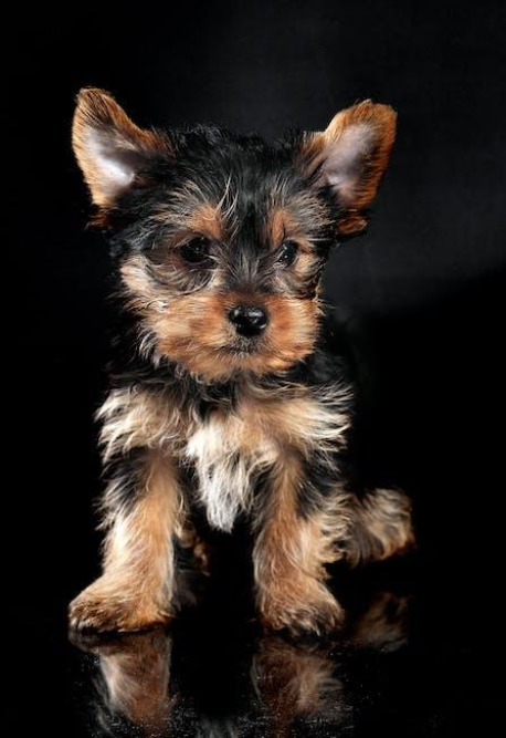 the-ultimate-guide-to-wirehaired-terrier-shedding-facts-and-tips.jpeg The Ultimate Guide to Wirehaired Terrier Shedding: Facts and Tips