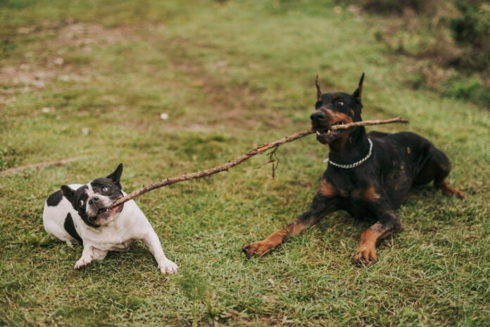 the-top-breeds-of-dogs-that-weigh-100-pounds-an-in-depth-analysis.jpeg The Top Breeds of Dogs That Weigh 100 Pounds: An In-Depth Analysis