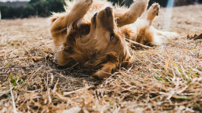 Do Dogs Enjoy Rock Music? A Scientific Analysis